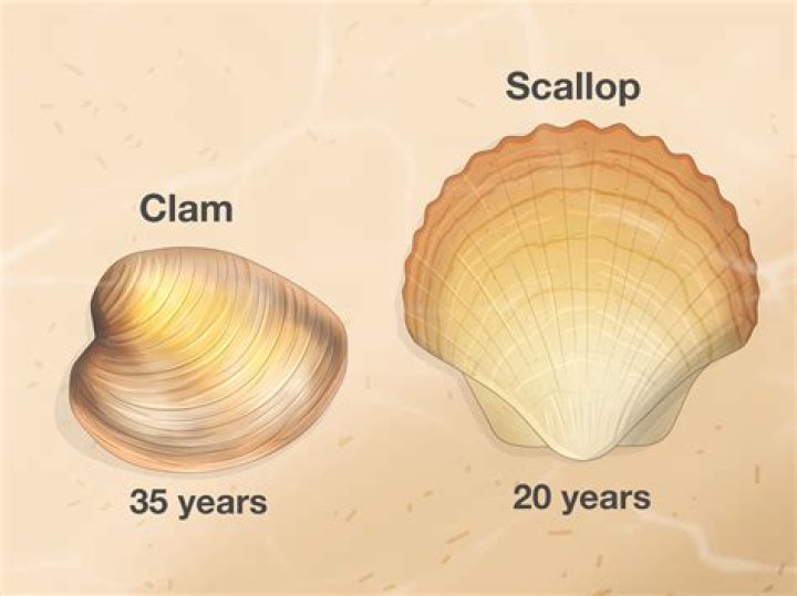 is a clam a decomposer